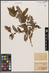 Salix aurita L. x Salix viminalis L.
